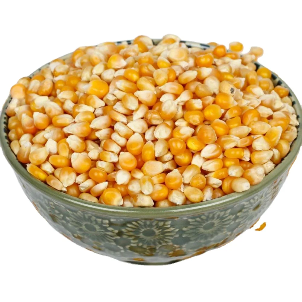 Yellow Corn/Maize for Animal Feed / YELLOW CORN FOR POULTRY FEED