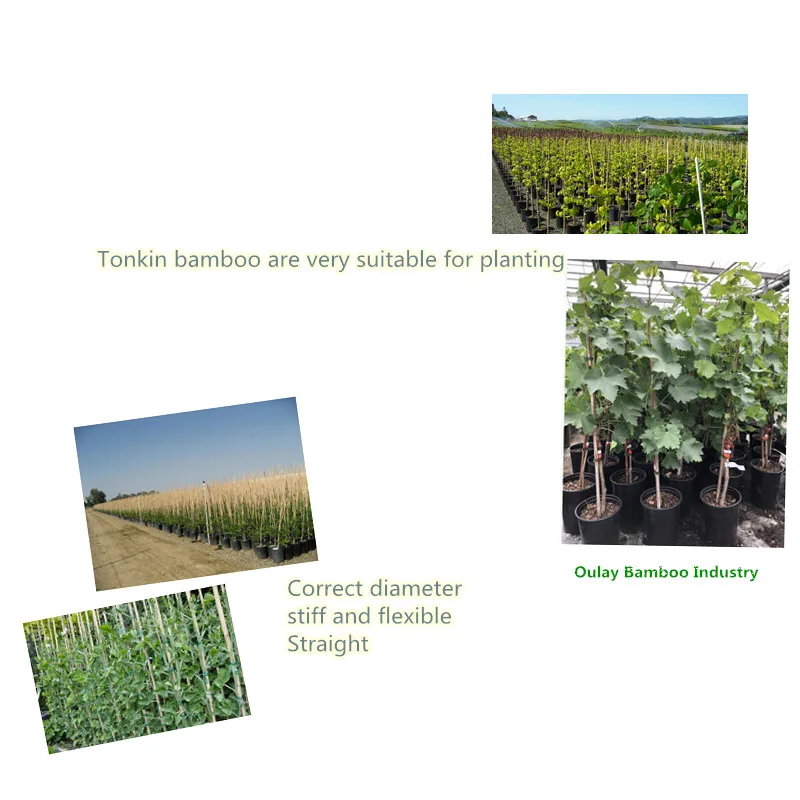 bamboo supporting canes .jpg