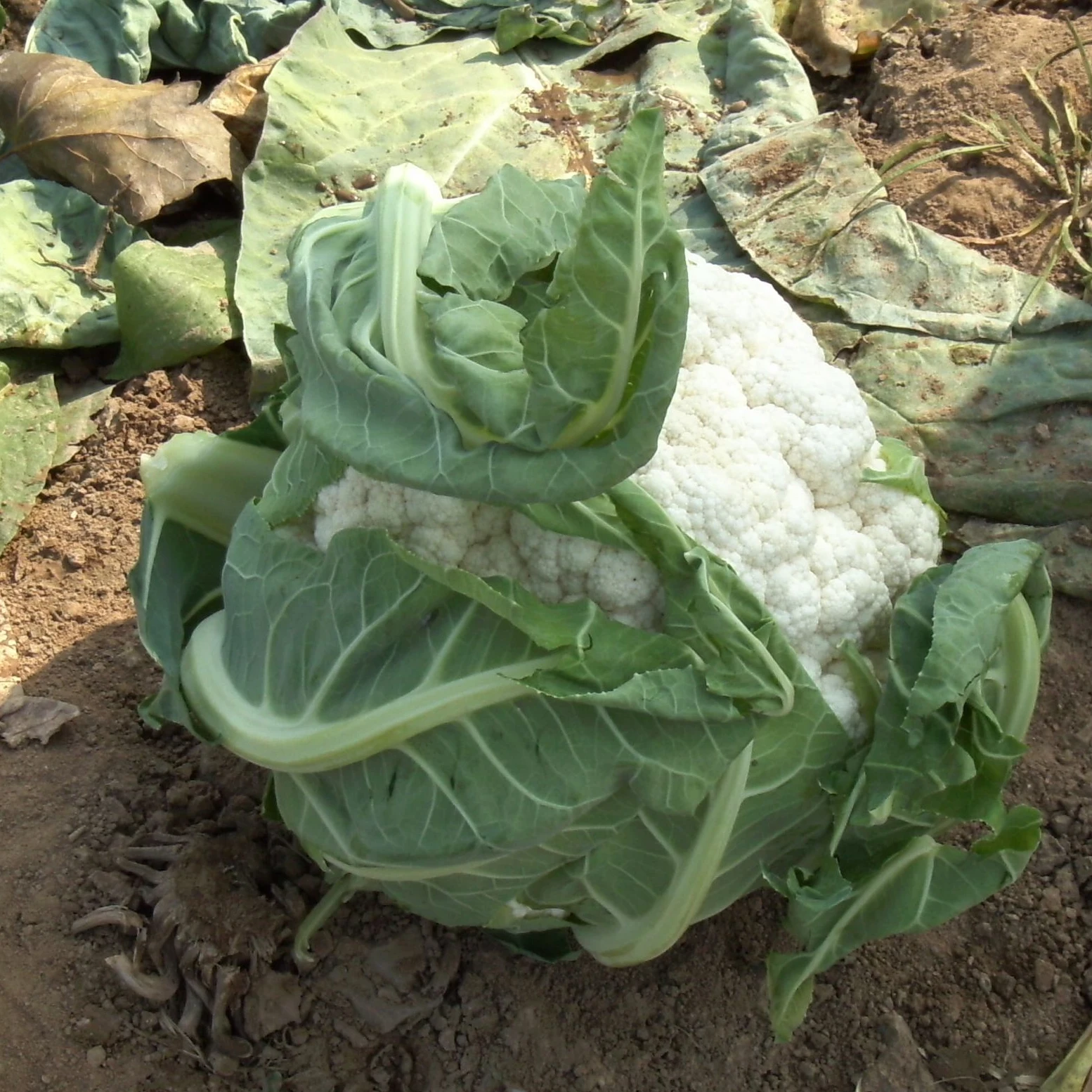 CF15 xuejian № 5 95 дней поздняя зрелость f1 Гибридный белые семена цветной капусты