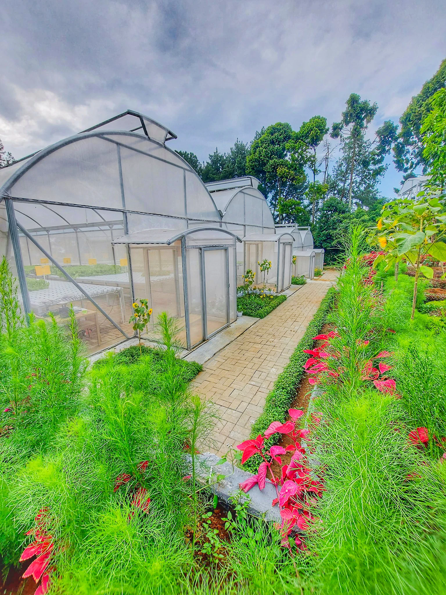 serre agricole green house metal frame horticulture tropical greenhouse price
