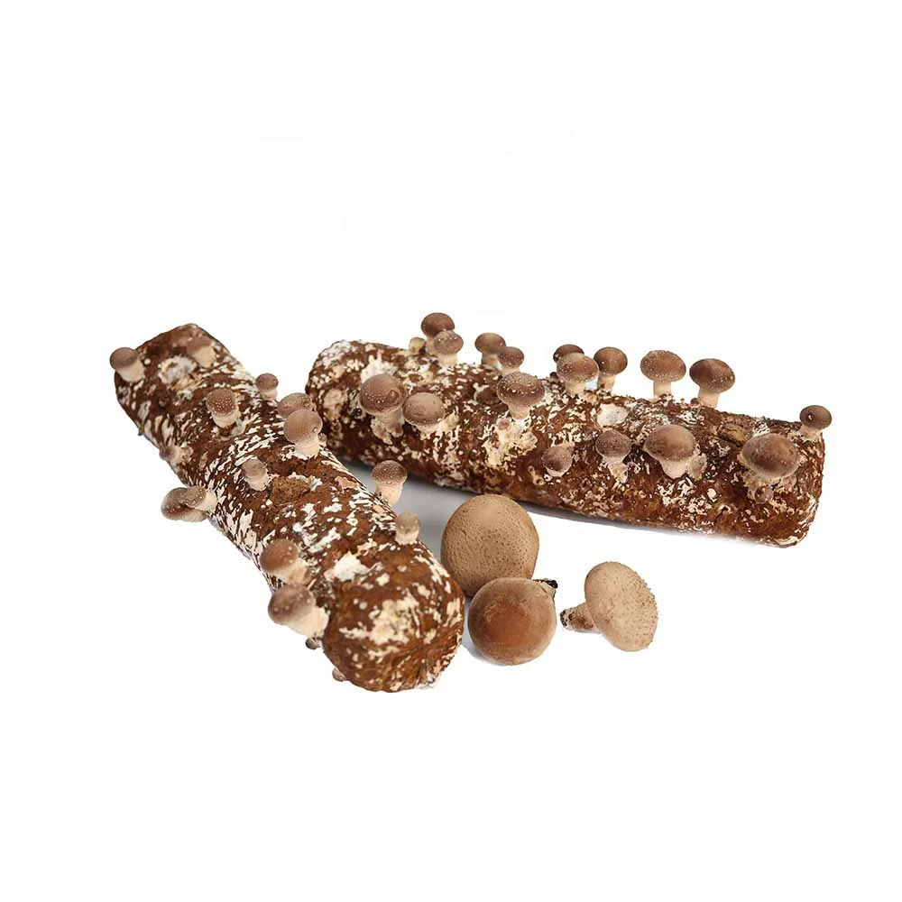 Пакет для выращивания грибов shiitake