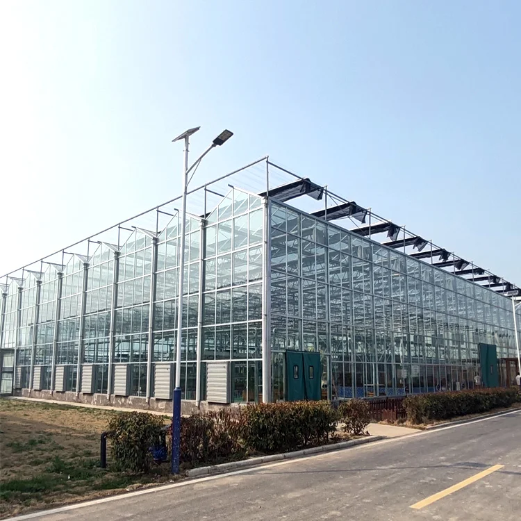 Large size multi-span venlo glass Greenhouse tomato greenhouse and strawberry greenhouse turnkey project