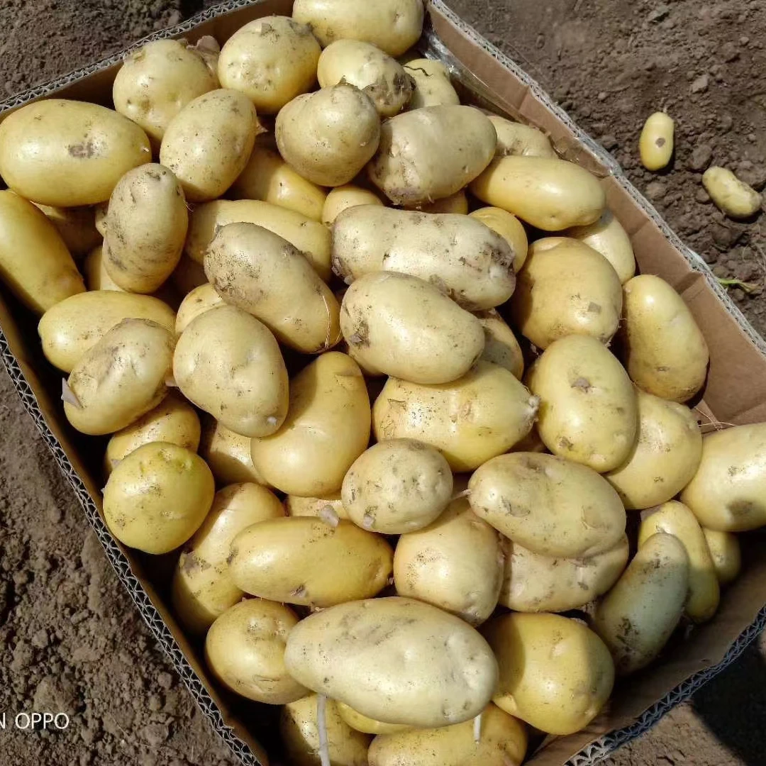 Новинка 2022 семена свежего картофеля/желтого картофеля/упаковка для каждого картофеля