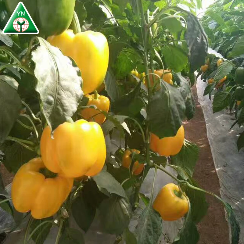 
Eugene F1 Hot Offer!! Yellow color Pepper/ Pepper Seed/ Colorful pepper 