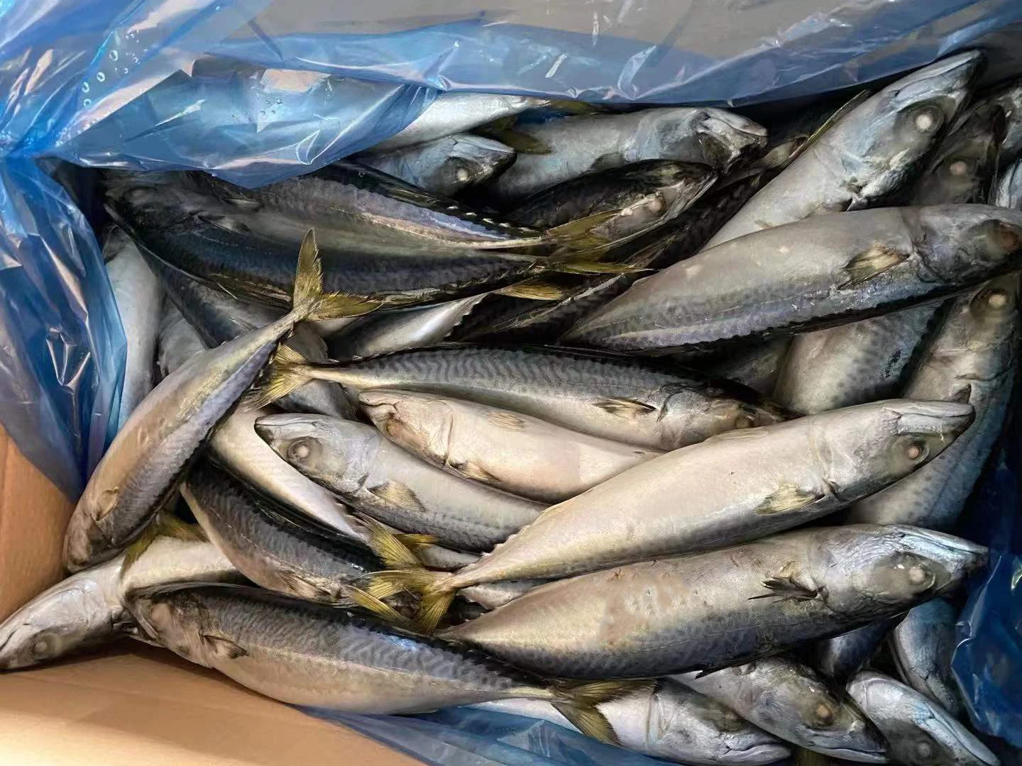 Sea Frozen 15kgs IQF Pacific Mackerel Fish Importers with Good Price
