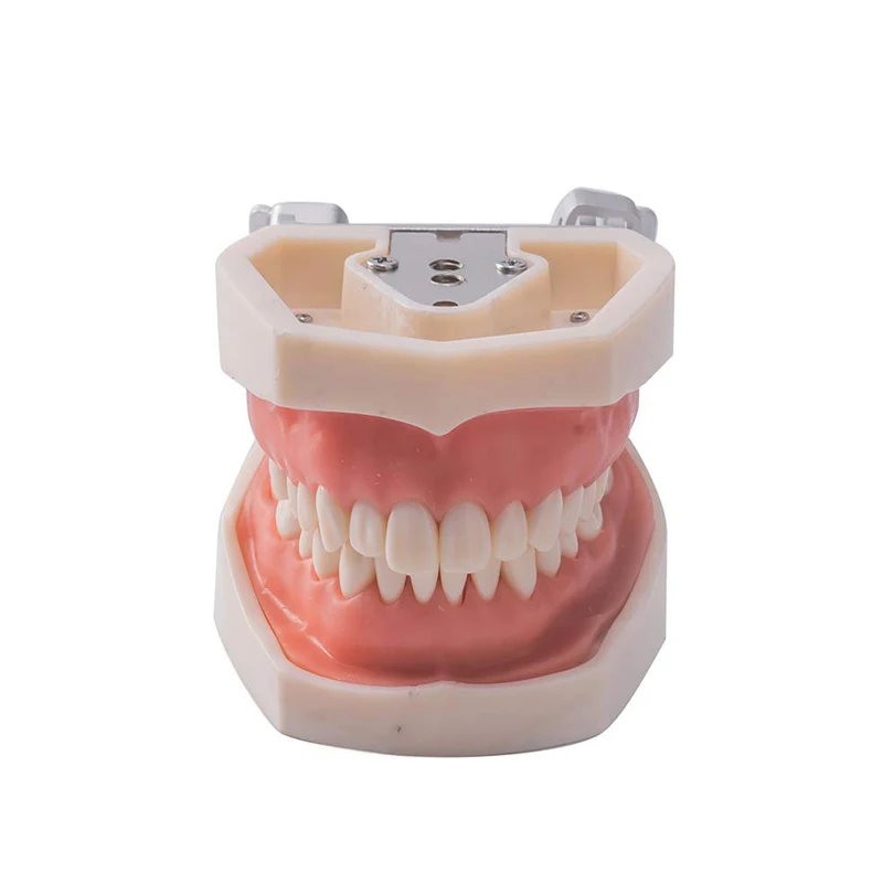 Dental Practice Model Life Size Human Teeth Model Dental Orthodontic Model