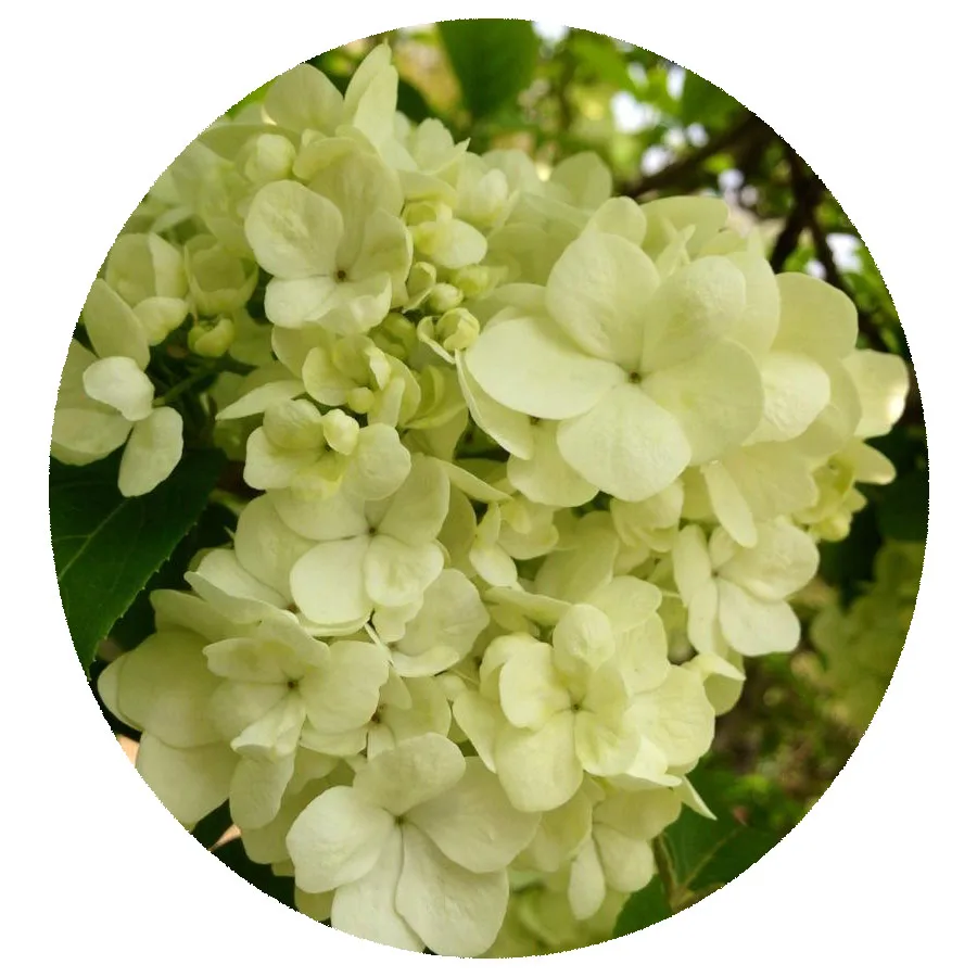 Высококачественные семена виберна макроцефала/семена китайского снежника виберна для посадки семян деревьев