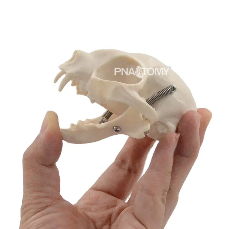Feline skull cat skeleton life size animal anatomical tool educational equipment cat skull jaw teeth anatomy
