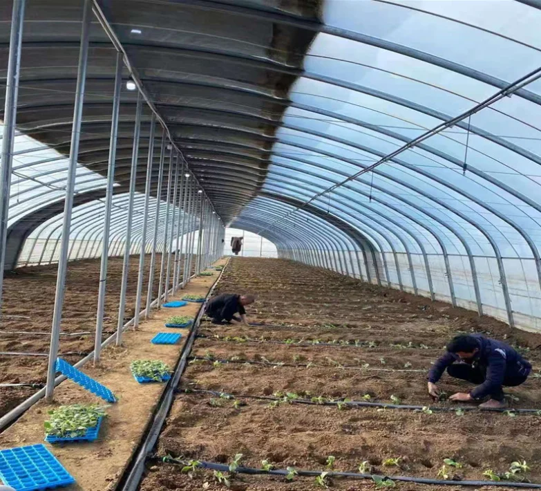 Manufacturer customized oval tube winter warm greenhouse seedling greenhouse flower greenhouse