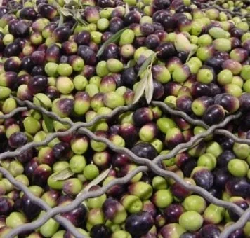 Greece Olive Color Sorter Machine Olive Seed Color Sorter Intelligent CCD Optical with Remote Assistance and CE Certification