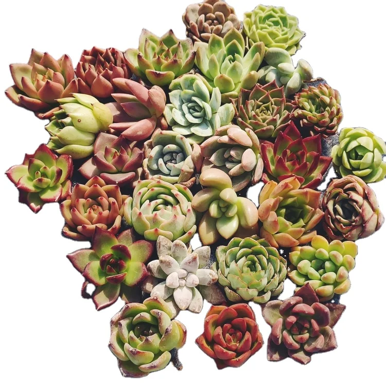 Z378 Echeveria set 30 different pieces Office Decoration Live Plant beautiful flower Glass Terrarium Natural Succulents