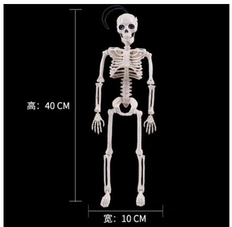 3D Medical Anatomy Pvc Plastic Human Skeleton Model