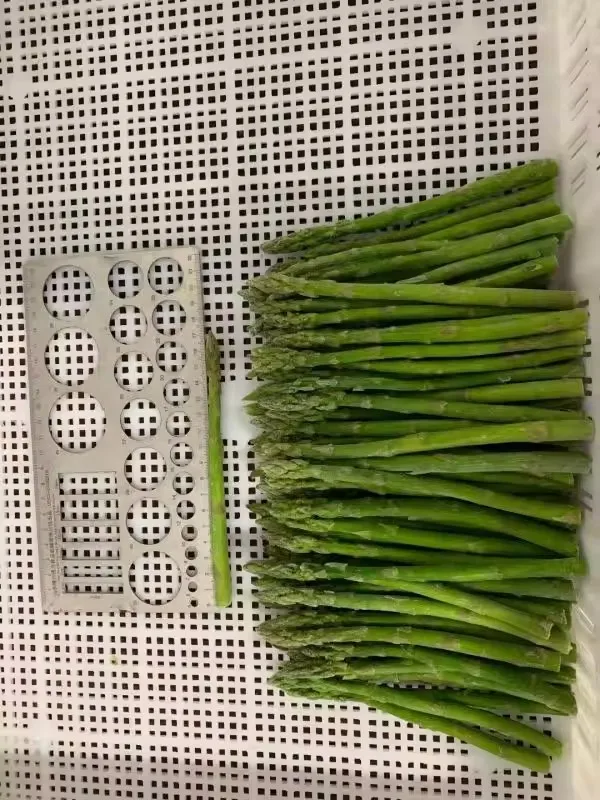 Wholesale Good Quality Frozen Green Asparagus Fresh Vegetables