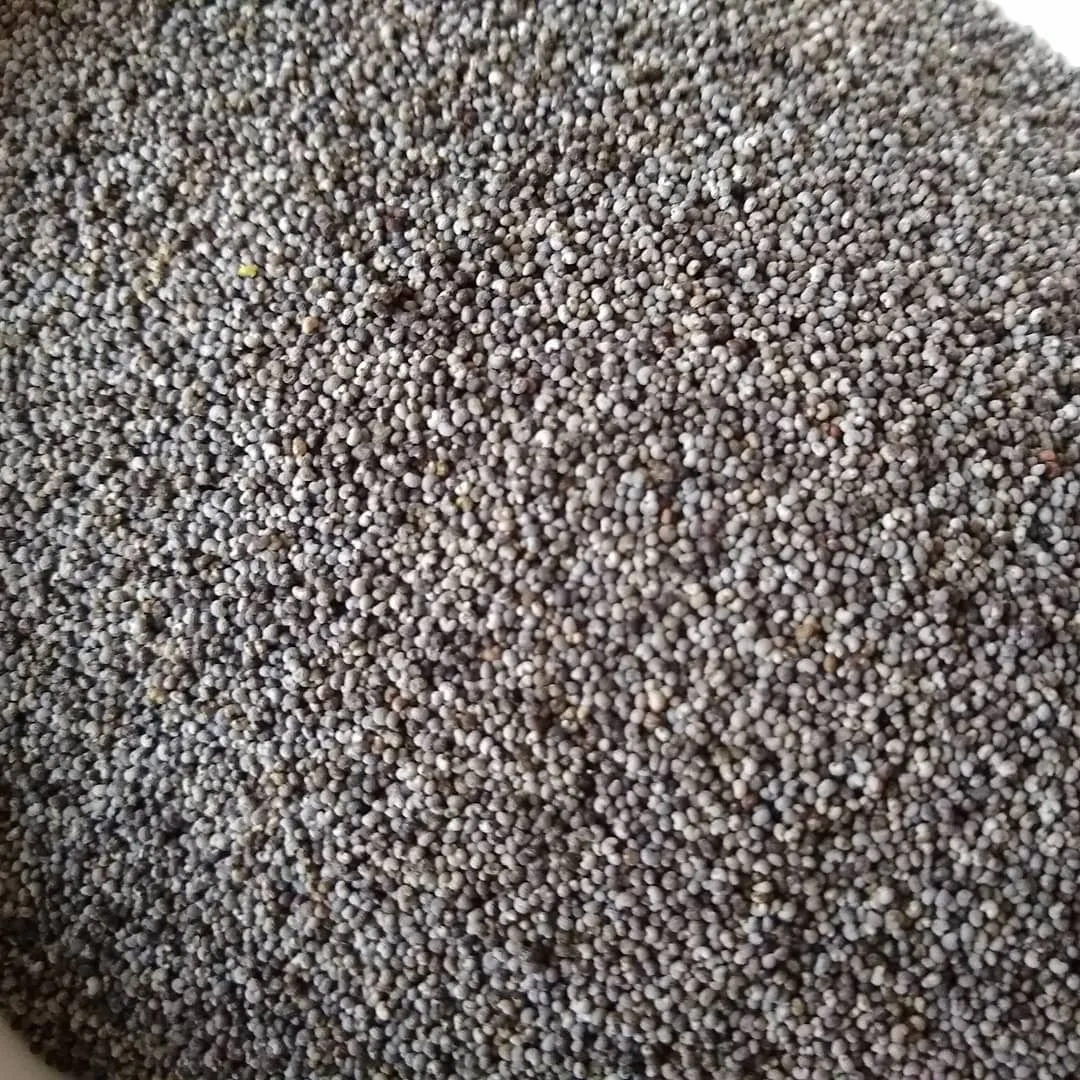 Saffron Red Color Herbs Puppy Seeds for Sale