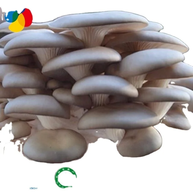 
organic oyster mushroom spawn growing bag for fresh grey oyster mushroom 