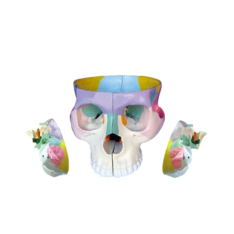 the dissection model of base of skull human Life-size skeleton anatomical model