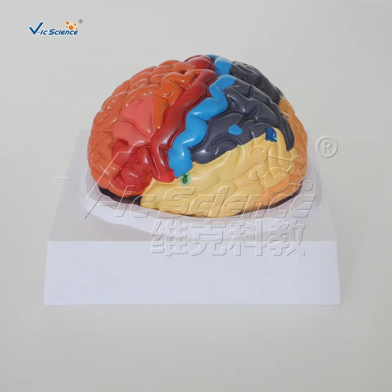 
Medical Science Human Brain Anatomy Model 3D Human Anatomical Teaching Model 