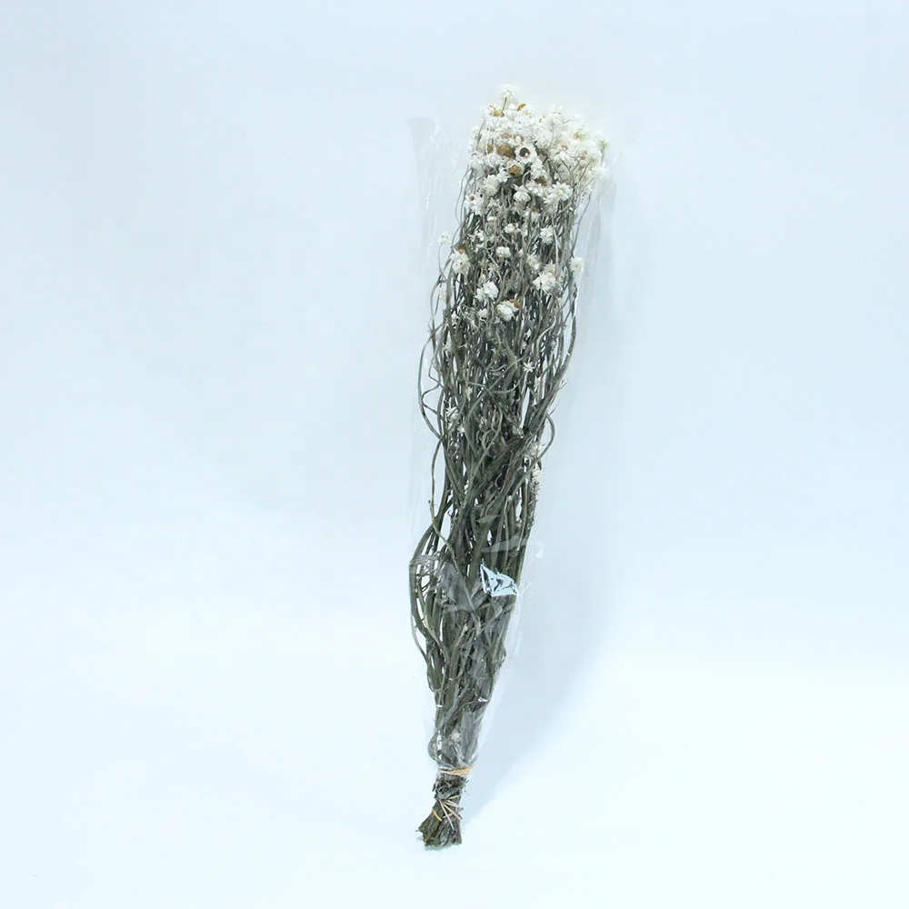 Goods in Stock Spot Goods Fastest Shipping Dried Flowers Silvery Chrysanthemum Rubia for Opening Gift and Flower Shop Display