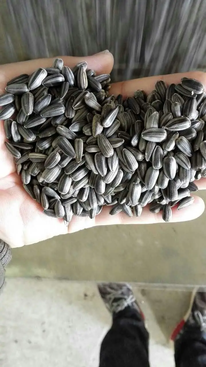 Double-Layer Belt Conveyor CCD Colour Sorter Broken Glass Bottles Color Sorter Separator Glass Color Sorter Sorting Machine