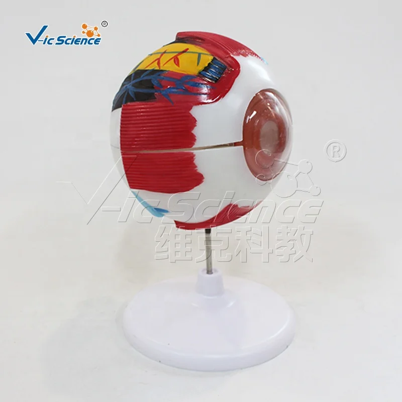 Anatomical Model of Eyeball Anatomy Model Medical Model for Teaching Human Anatomy Science
