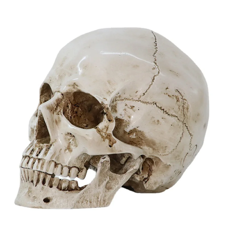 White New Resin Skulls Resin Model Medical Realistic lifesize