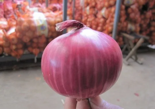 Top quality Natural Reliable Price Red Onion For Sale
