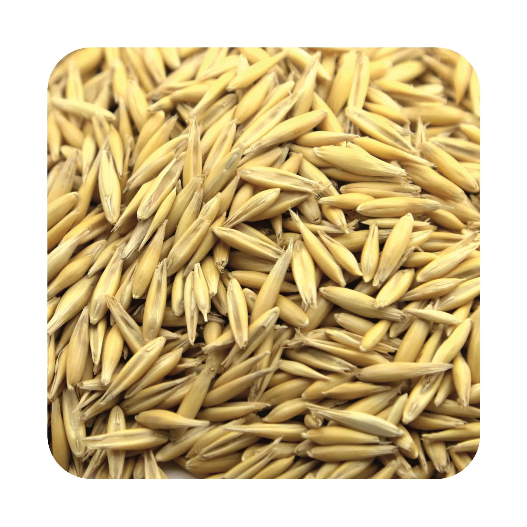 
Premium quality oats grain in bulk, wholesale prices 