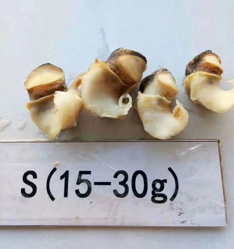 
Factory Frozen Topshell Meat Conch Meat 