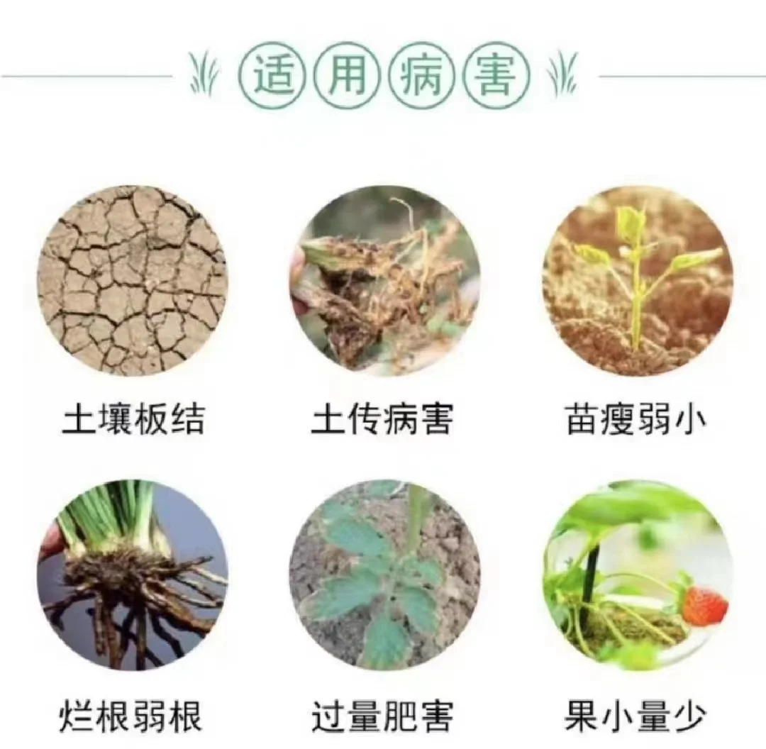 Bio-organic fungus fertilizer contains soybean humic acidOrganic fertilizerBio-organic fungus fertilizer field cash crop organic