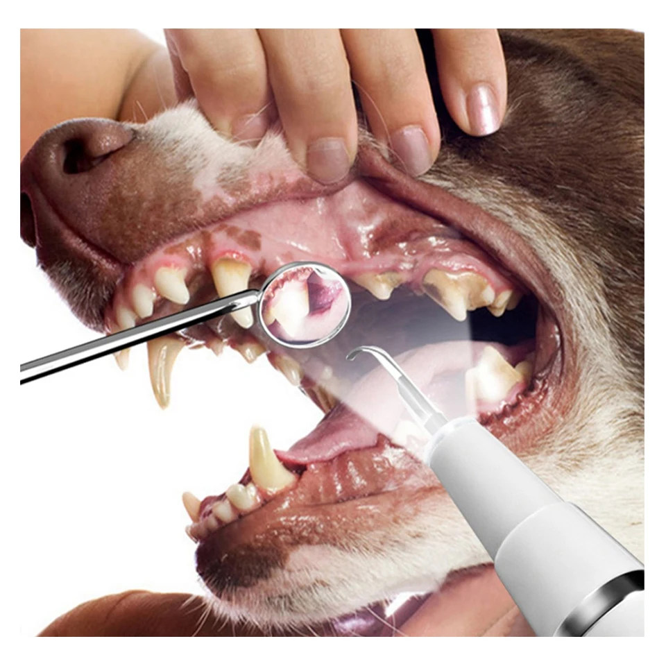 Pet Dental Plaque Tartar Calculus Ultrasonic Scaler Teeth Cleaning Kit IPX8 Machine Veterinary Tooth Cleaner For Home Pet Use