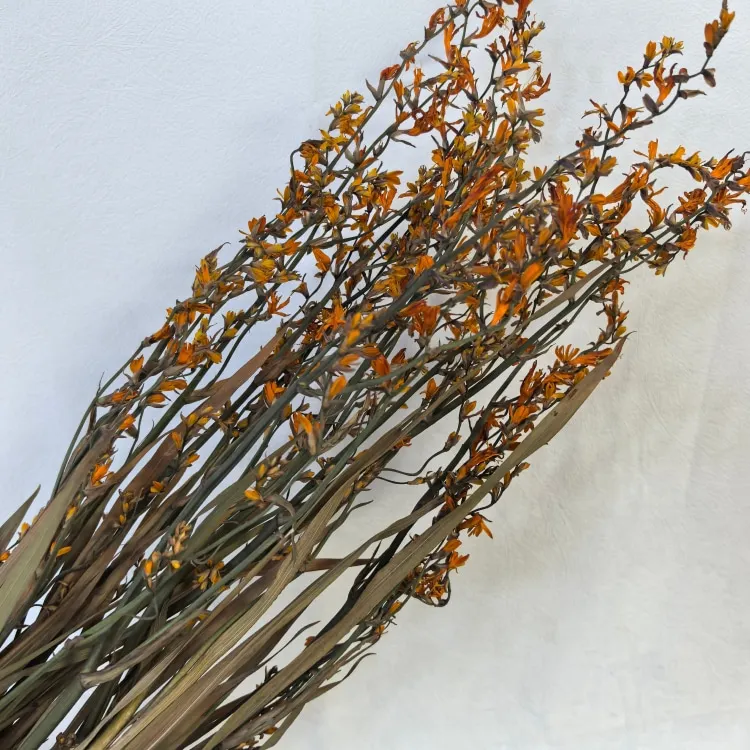 Naturally Dried Flowers Renanthera Coccinea Real  Plants for Flower Arrangements Wedding decor Bouquet Making  Home  Decorations