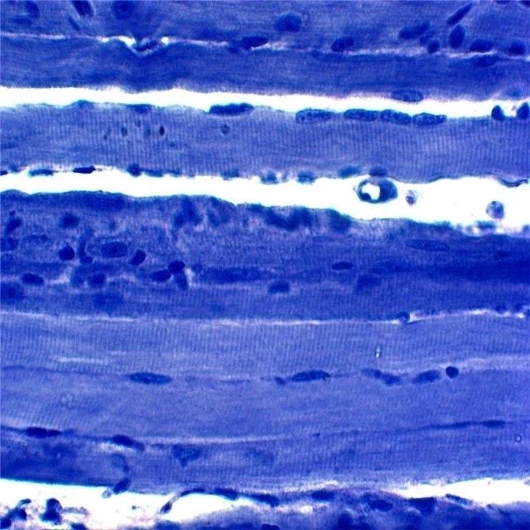 50 pcs microscope Prepared Slides Parasitology Teaching Slides Animal Parasitology slides Mixed Specimen with ISO certification