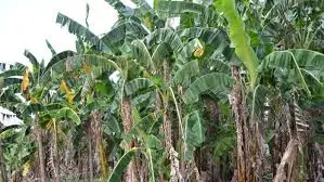 Fresh Bananas For Sale