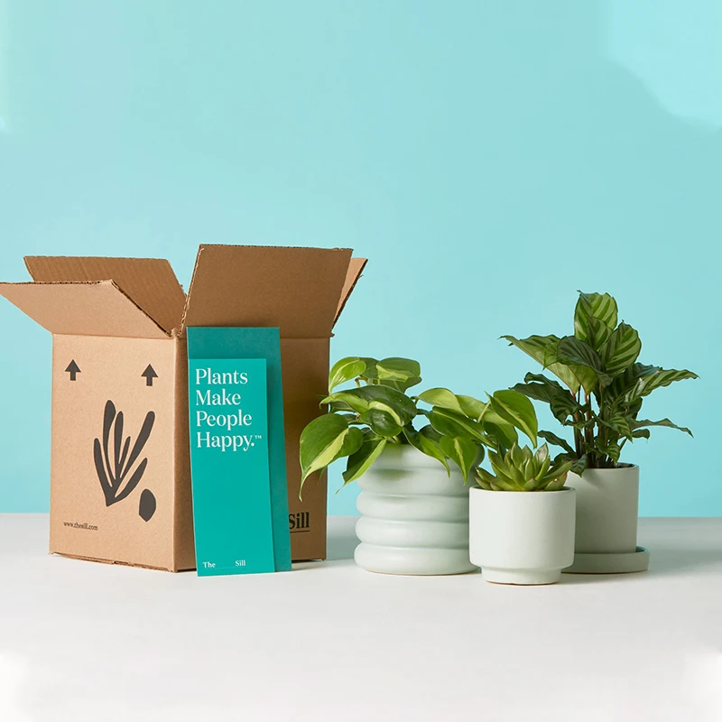 Eco friendly custom potted packaging plant shipping box live plant shipping box for plant