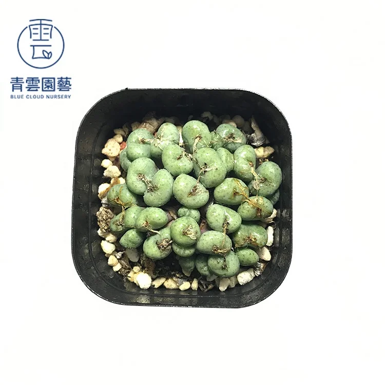 
Top sale Conophytum Garden Office Home decoration Growing Live lithops living stone new cactus succulent 