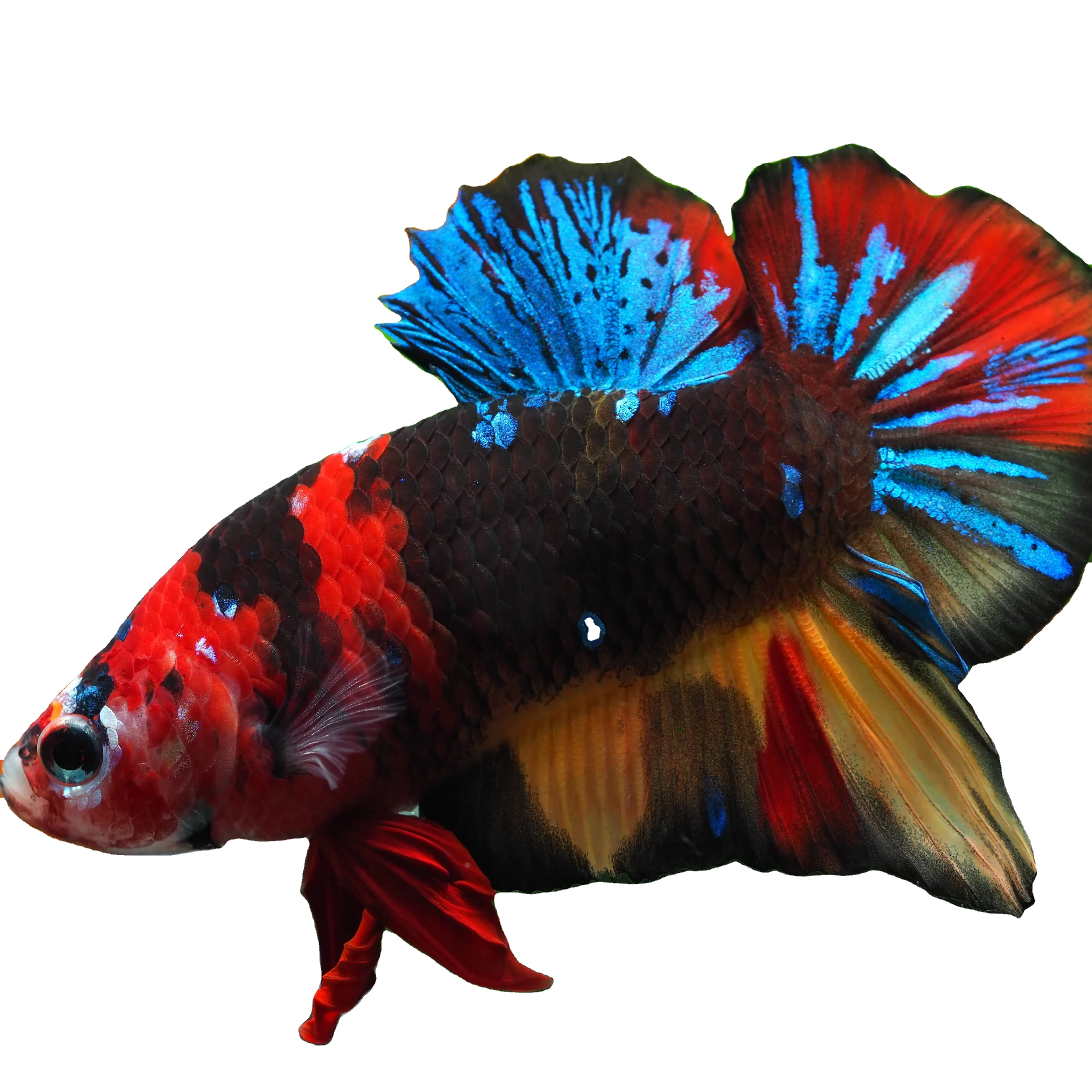 
HMPK KOI FANCY BETTA- Muticolor Thailand Betta Fish Premium Quality Plakat Siamese Fighting Fish Ornamental Aquariums 