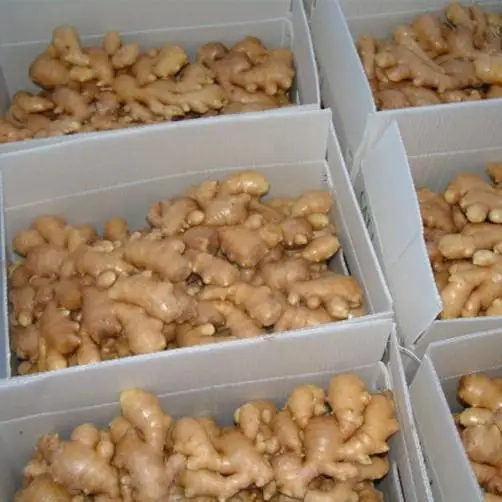 New 2023 Crop - Vietnam Fresh Ginger, Ginger Powder, Dry Ginger - Vietnam Spices - Ginger Exporter - Ready For Delivery