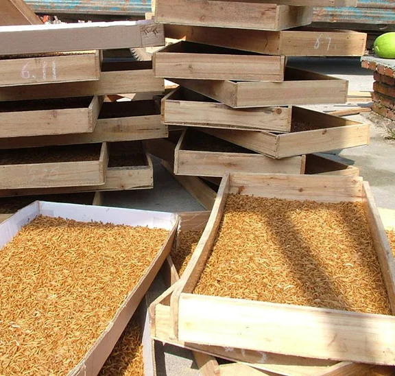 Natural Dried Mealworms for Birds and Pets with High Nutrition