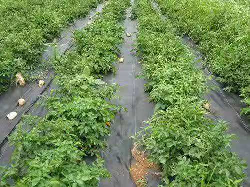  100% pp сельскохозяйственный пластиковый коврик для борьбы с сорняками от китайского