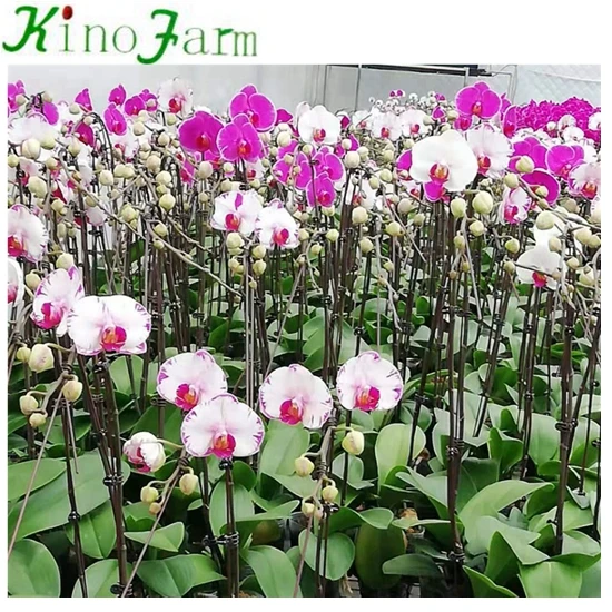 Phalaenopsis Young Plant