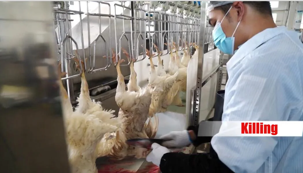 Africa Muslim halal chicken feather poultry plucker butcher chicken machine  Abattoir chicken broiler slaughter equipment