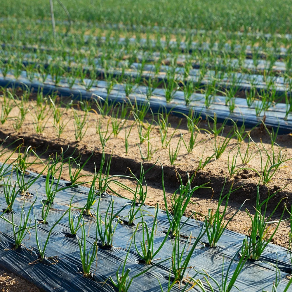 Mulch Mulching Agricultural Plastic Pe Agricultural Black Mulch Film With Different Holes Film