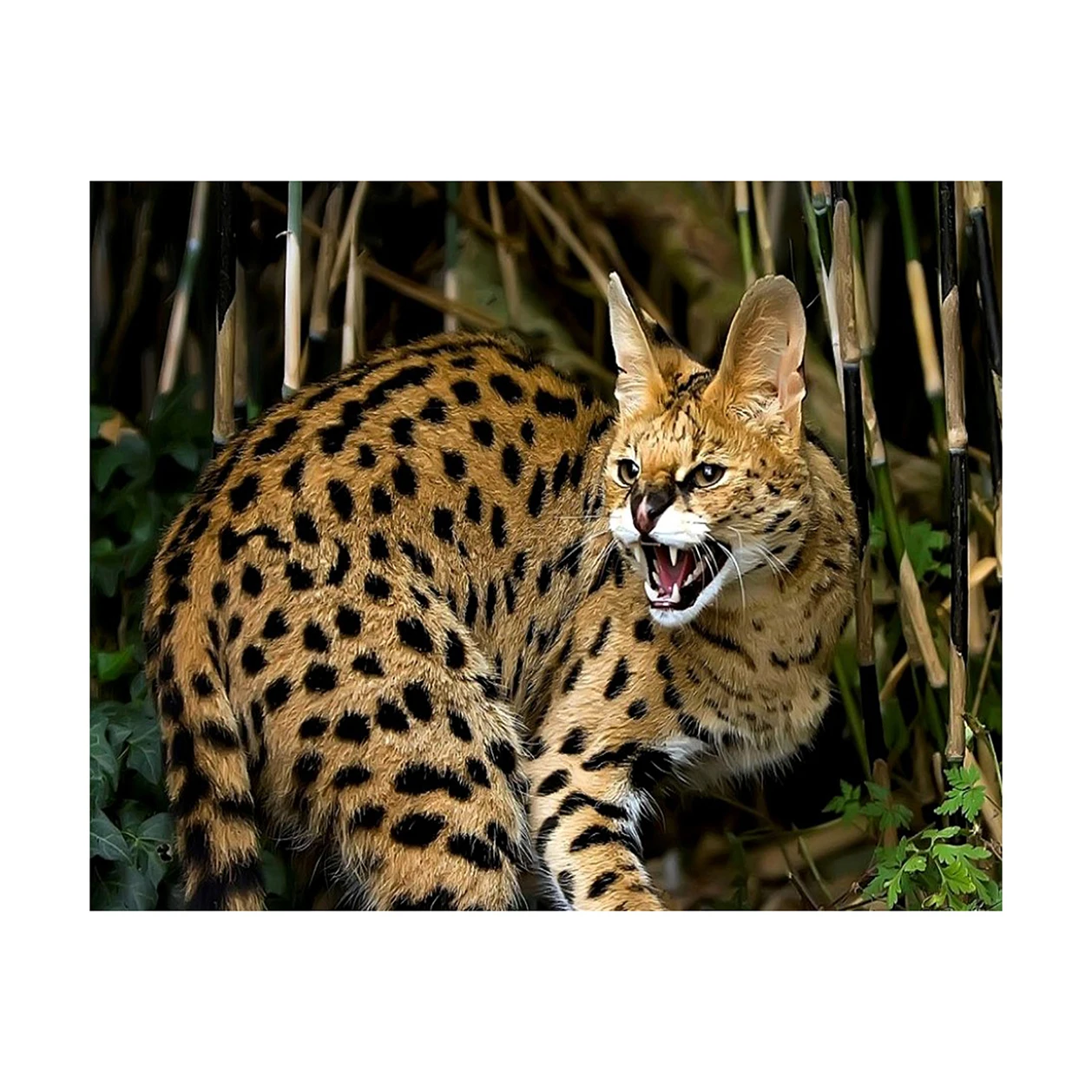 best price high quality lively and fun leopard gifts and home decoration DIY painting for beginner diamond painting