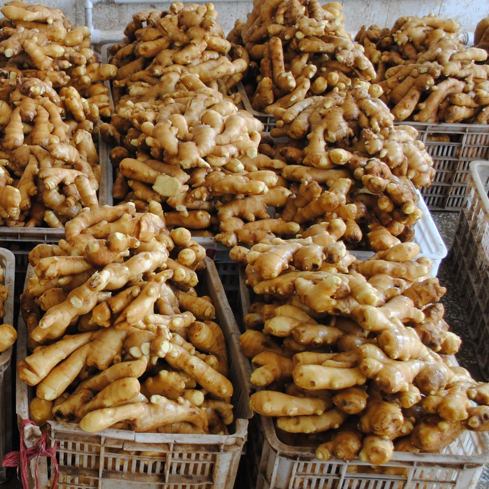 
Hot Sale 2020 China/Chinese New Crop Fresh Ginger in Good Taste 