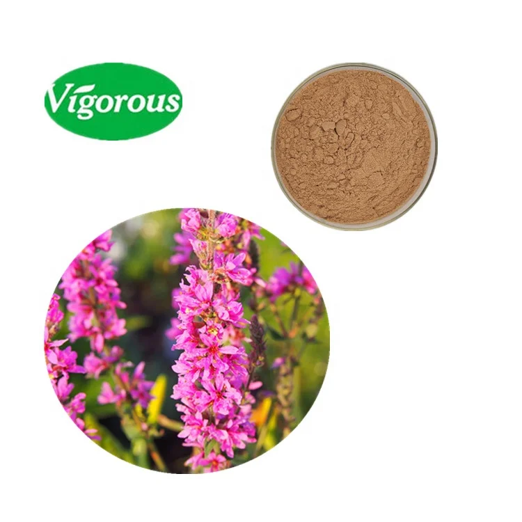 Organic pure natural free samples healthy Lythrum Salicaria Extract powder