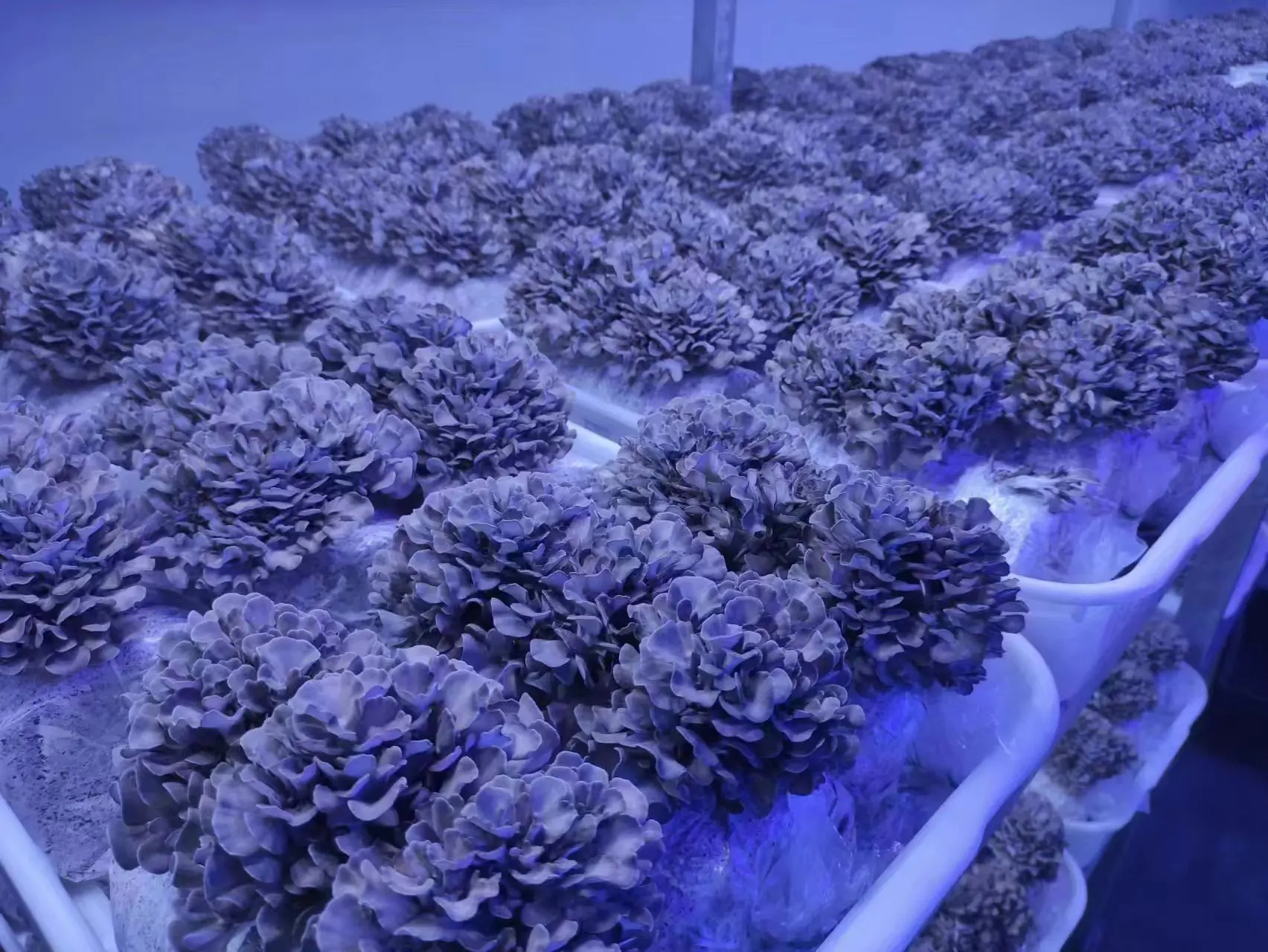 Источник здоровой пищи древние питательные грибы Hen of woods Maitake