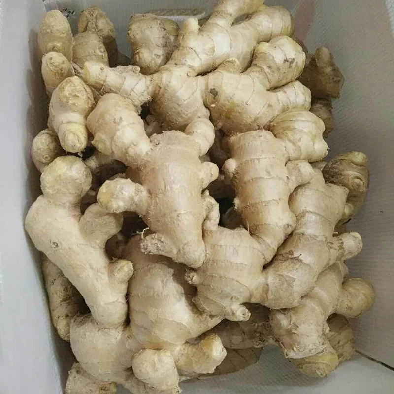 Supply fresh vegetable importers of ginger price of fresh ginger in egypt