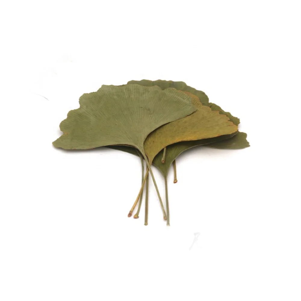 Real Dried Pressed Flower Ginkgo Leaf Natural Green