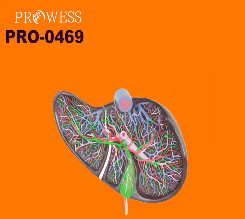 Pro-0469 Human Liver Anatomical model Pancreas Duodenum liver pancreas duodenum simulator for Medical Science Nurse Training