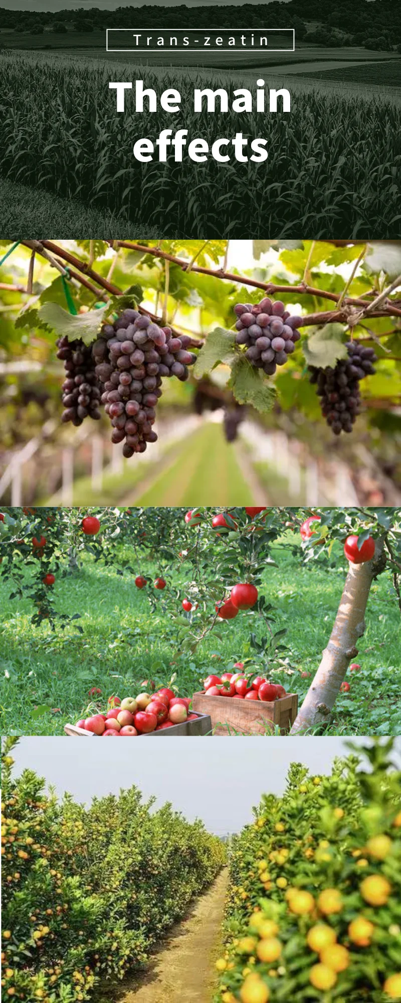 Регулятор роста растений Trans-zeatin /zeatin ,CAS 1637-39-4